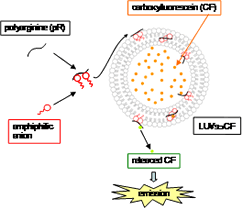 Cell-penetratiion of Cationic Polymer