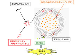 リポソームの分子膜を透過する高分子の図