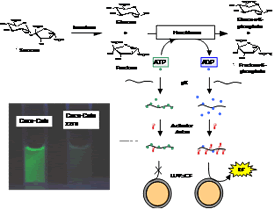 Optical Sucrose Sensing in Soft Drinks