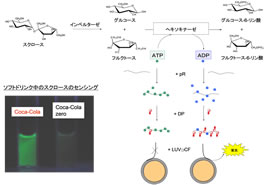 光酵素センサーによるスクロースの検出の図