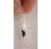 Chlorophyllous Supramolecular Gel