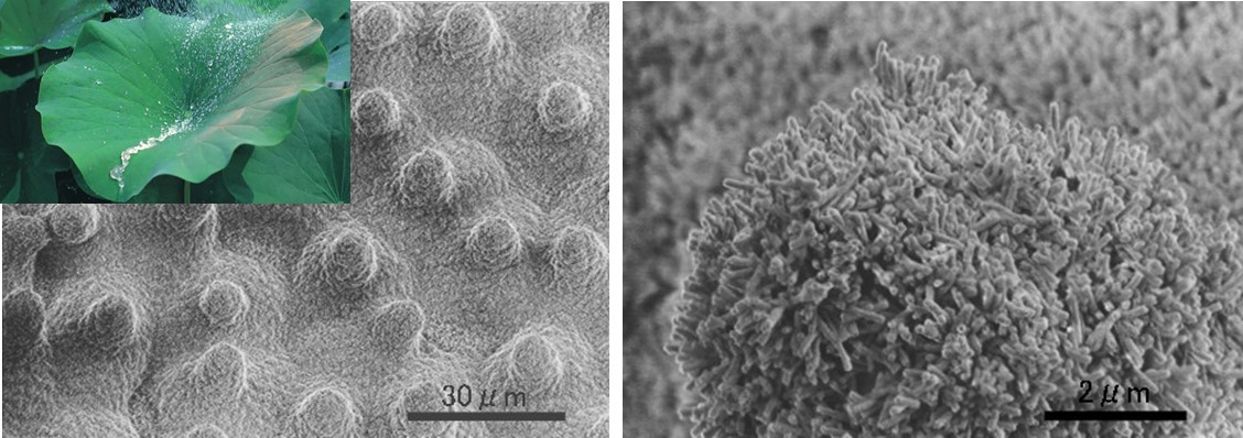 図３　ハスの葉表面のダブルラフネス構造